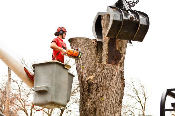 Best Tree Maintenance Programs  in Marksville, LA